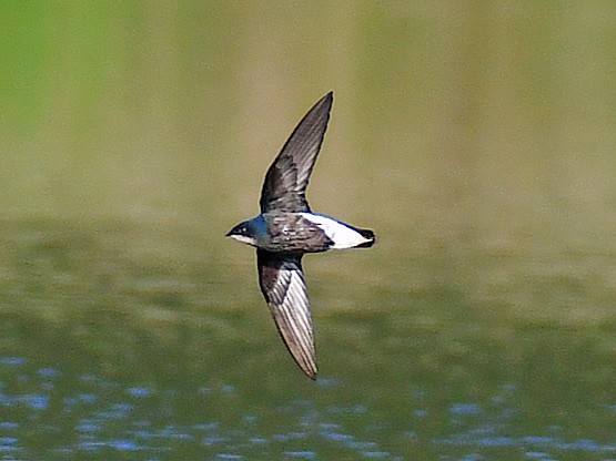 Silver-backed Needletail - ML645921109