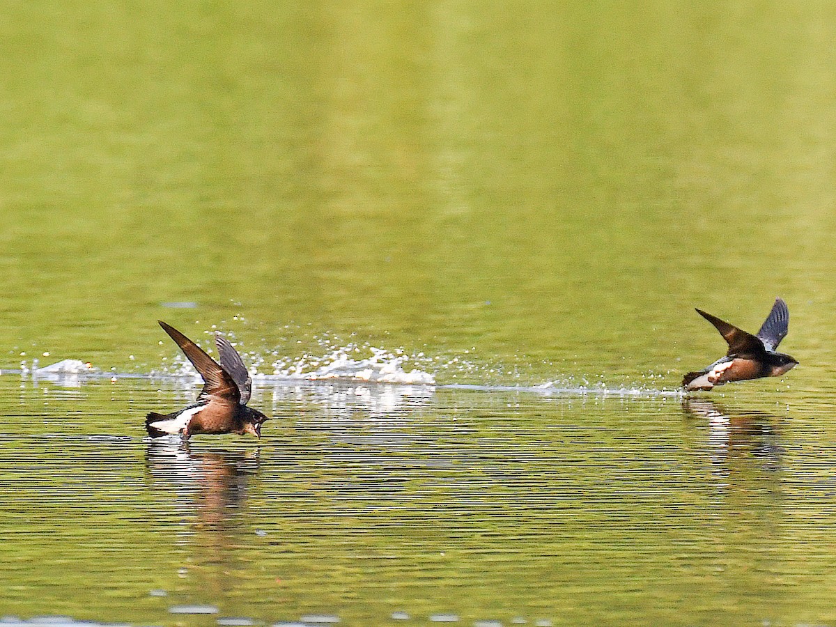 Silver-backed Needletail - ML645921110