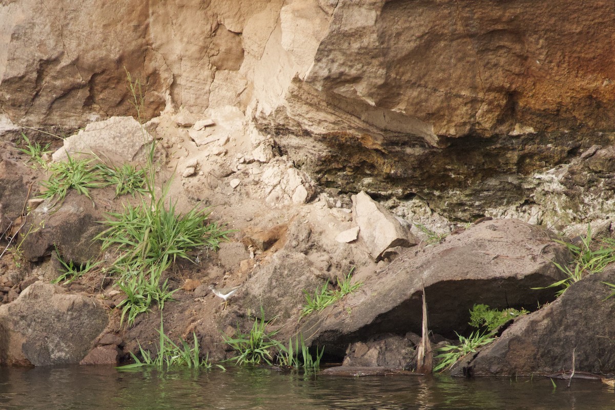 Spotted Sandpiper - ML645921116