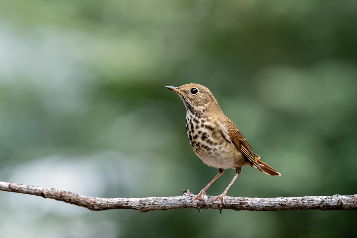 Hermit Thrush - ML645921120
