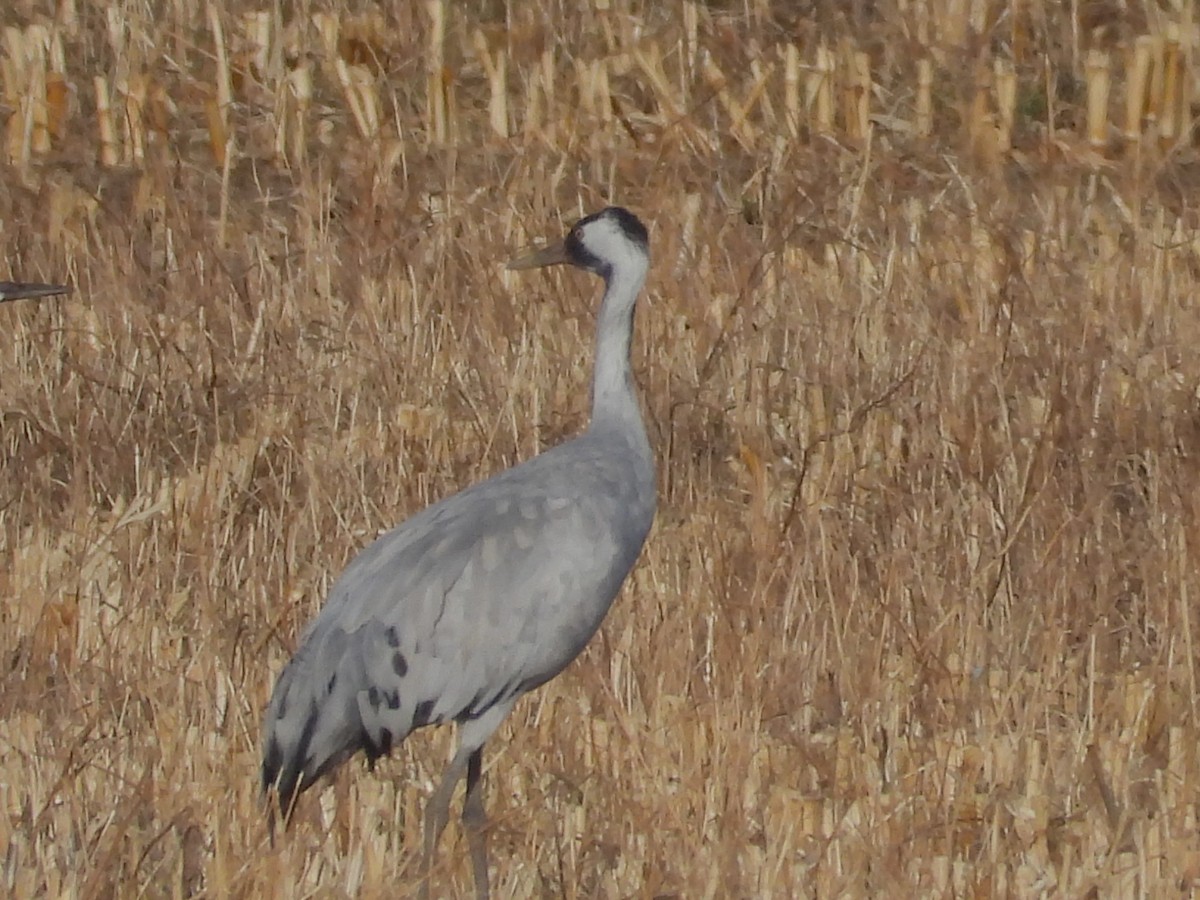 Common Crane - ML645921126