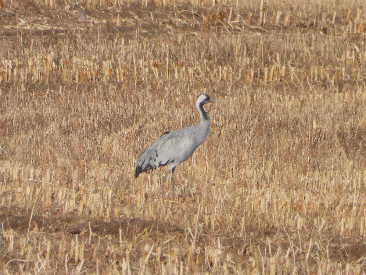 Common Crane - ML645921127