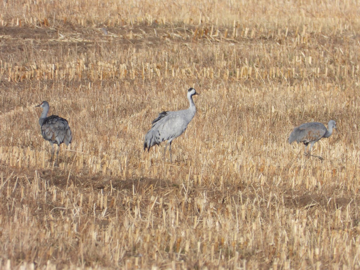 Common Crane - ML645921128