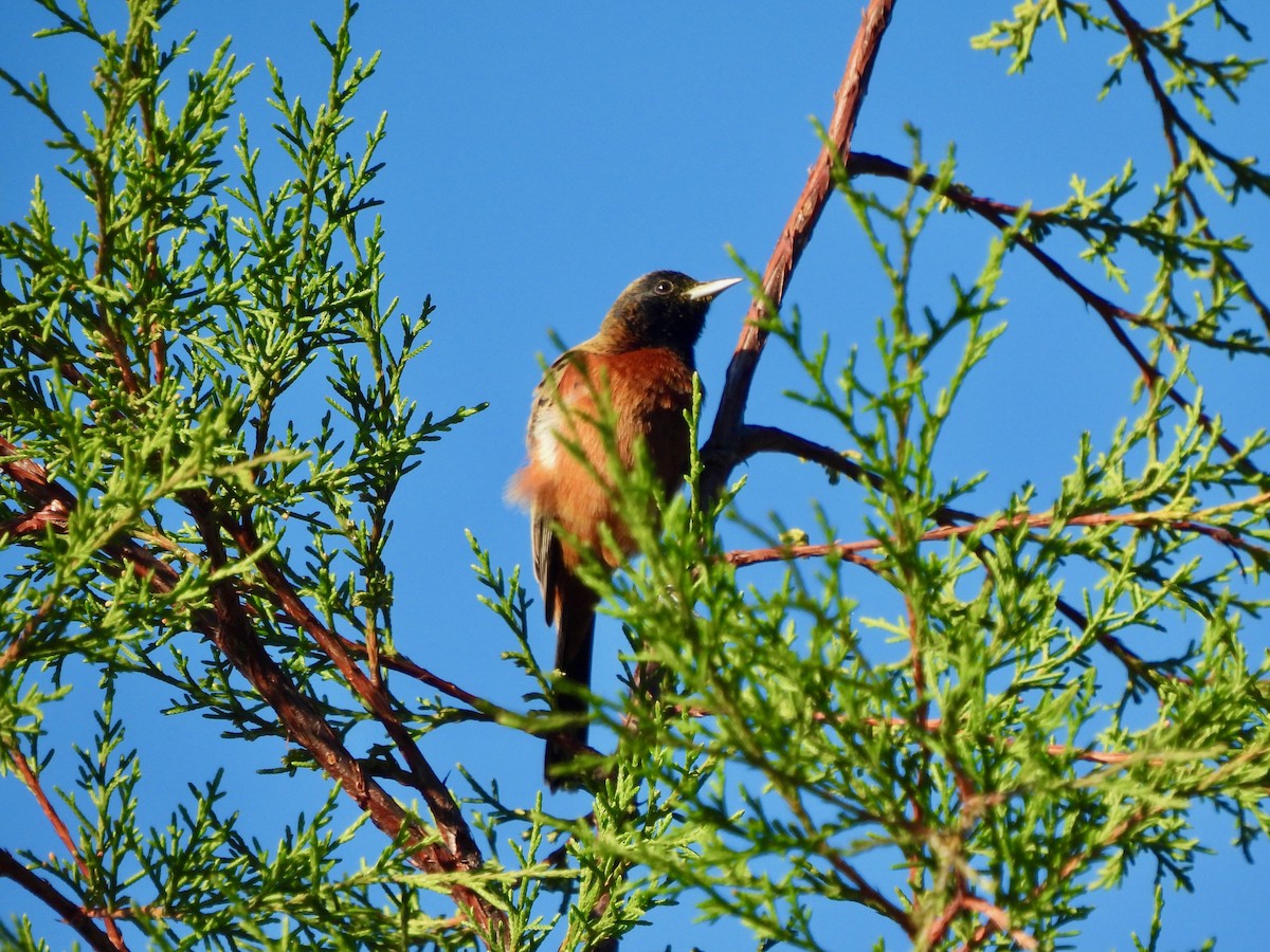 Orchard Oriole - ML645921129