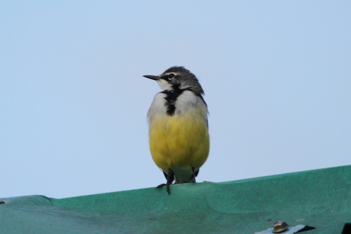 Madagascar Wagtail - ML645921131