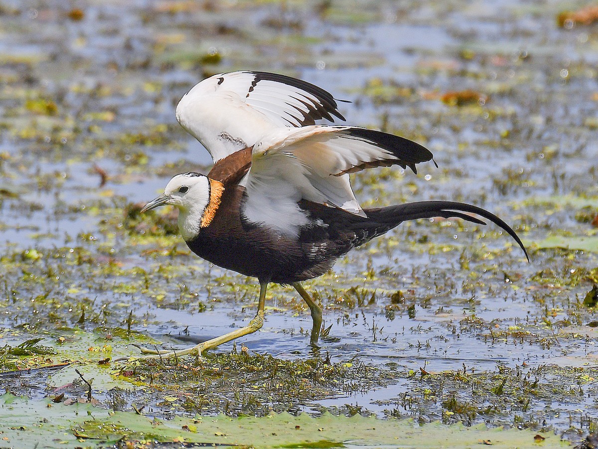 Jacana à longue queue - ML645921132