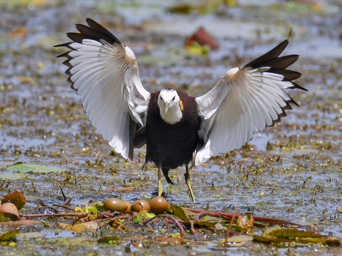Jacana à longue queue - ML645921133