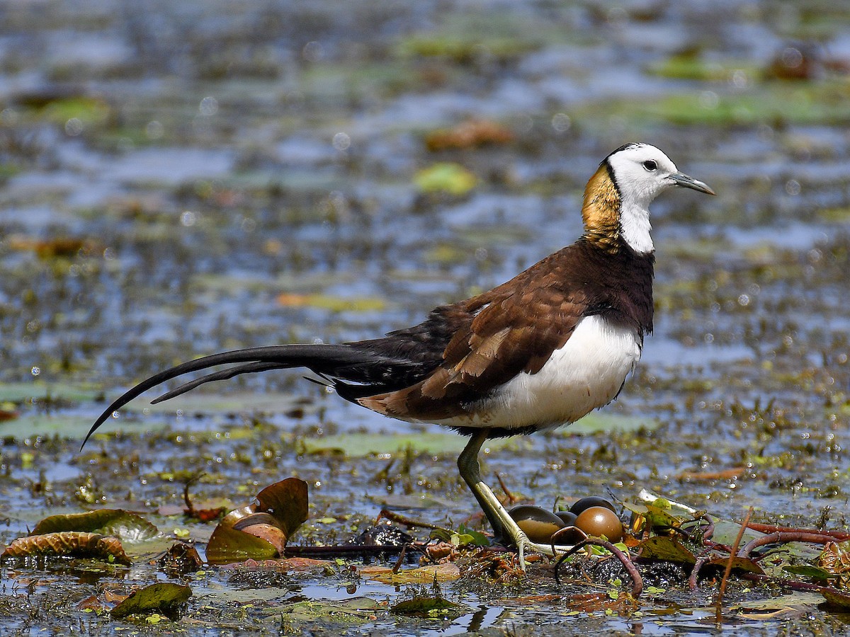 Jacana à longue queue - ML645921134