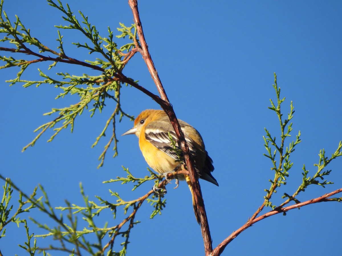 Балтиморский трупиал - ML645921136