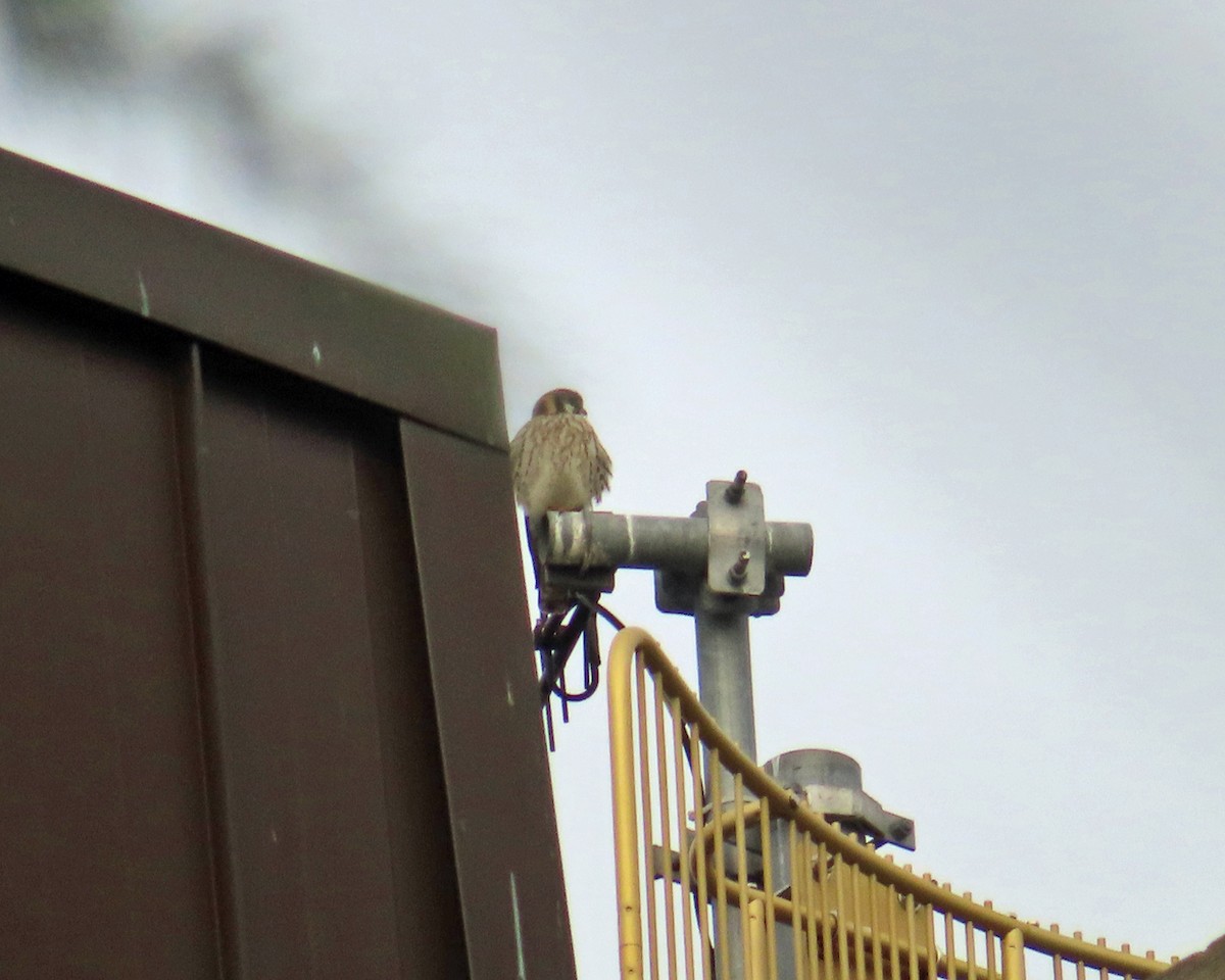 American Kestrel - ML645921139