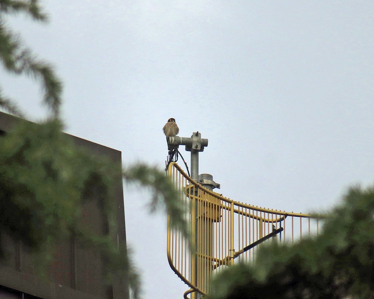 American Kestrel - ML645921140