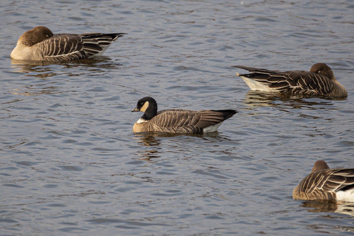 Cackling Goose (Aleutian) - ML645921141