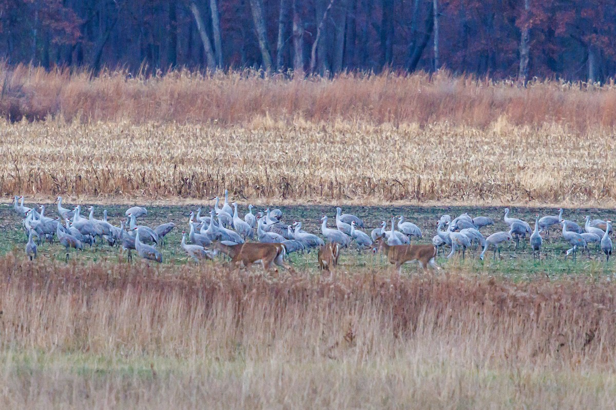 kanadatrane - ML645921146