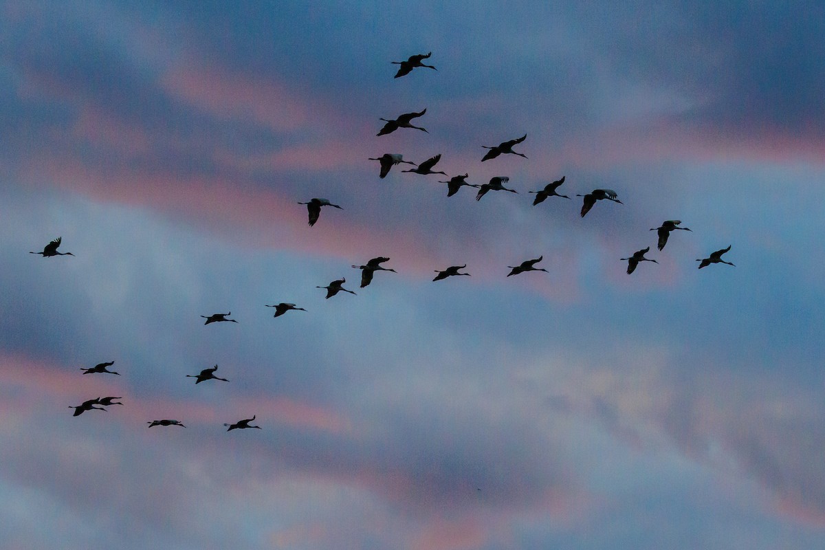 kanadatrane - ML645921152