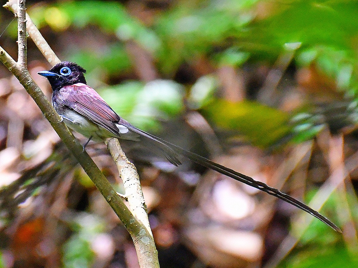 Black Paradise-Flycatcher - ML645921153