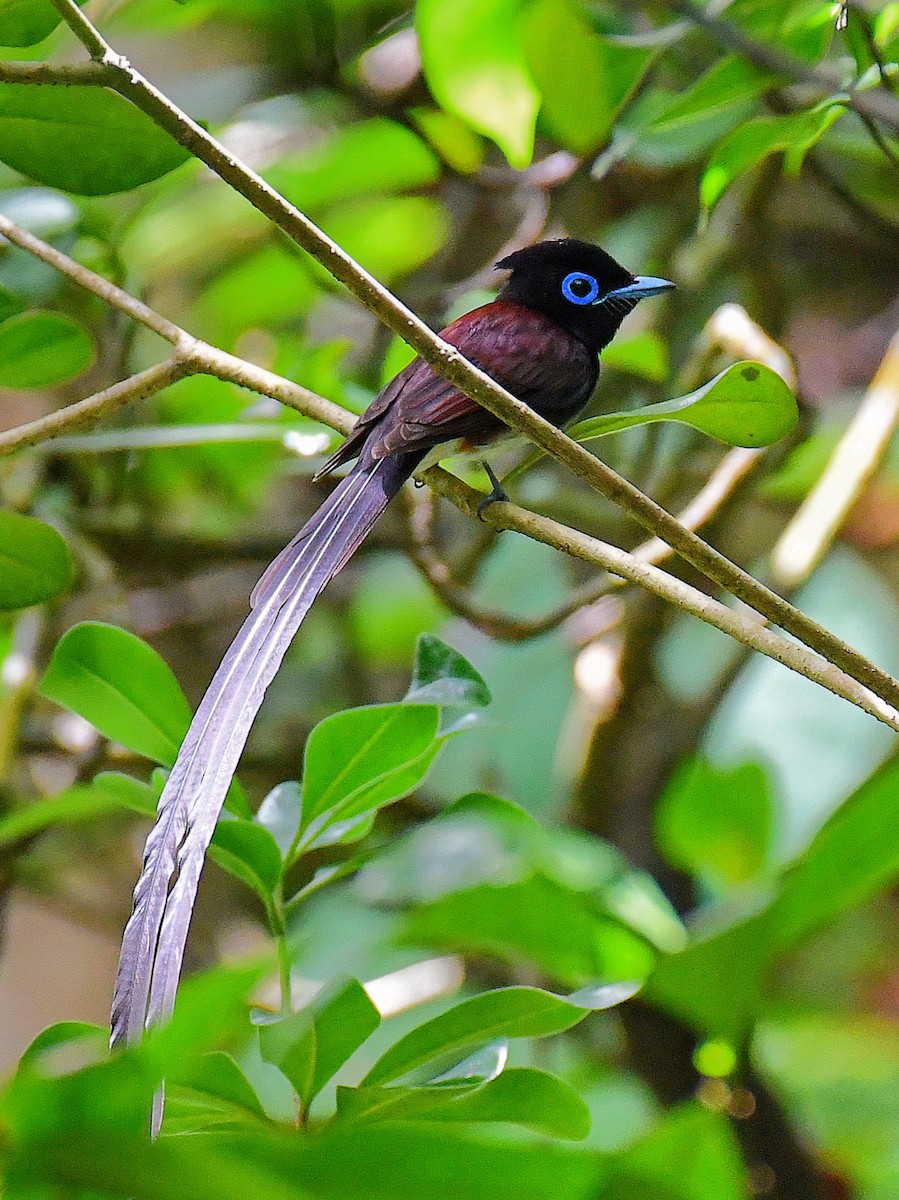 Black Paradise-Flycatcher - ML645921154