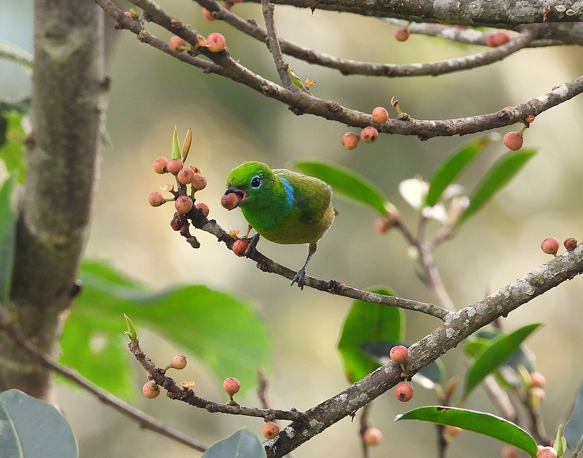 Blue-naped Chlorophonia - ML645921155