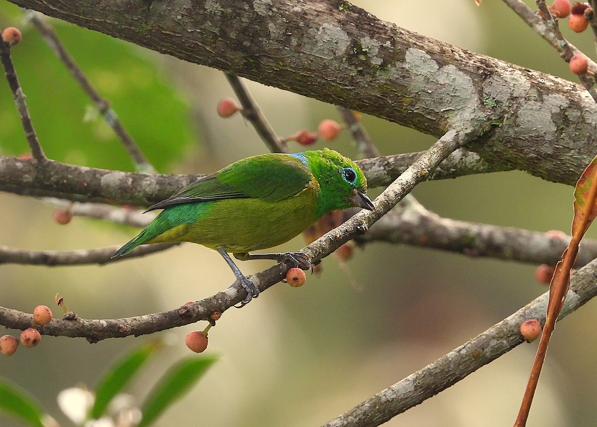 Blue-naped Chlorophonia - ML645921156