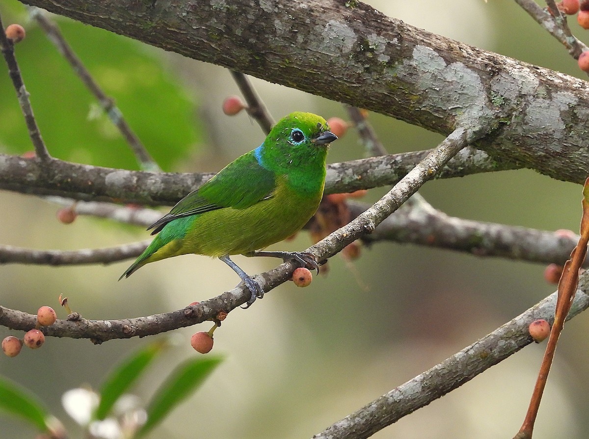 Blue-naped Chlorophonia - ML645921157