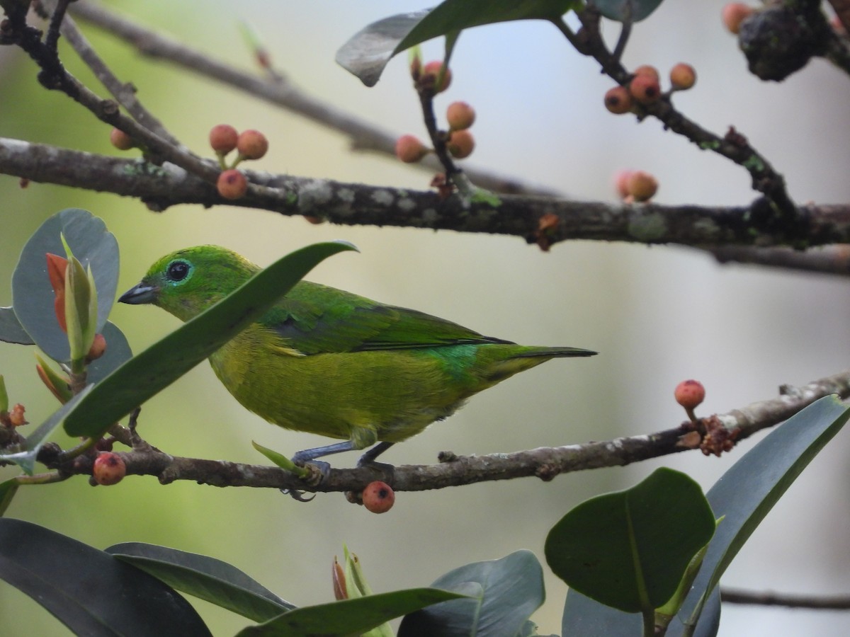 Blue-naped Chlorophonia - ML645921159