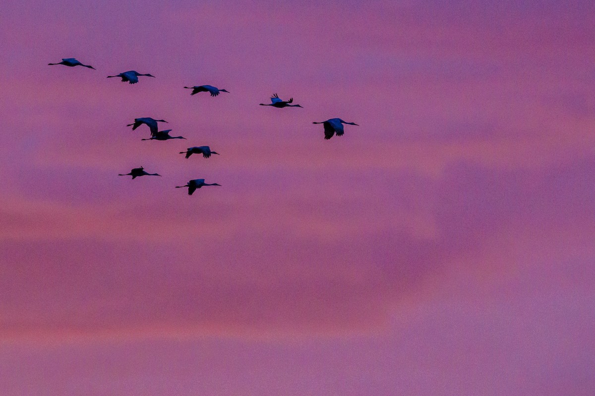 kanadatrane - ML645921160