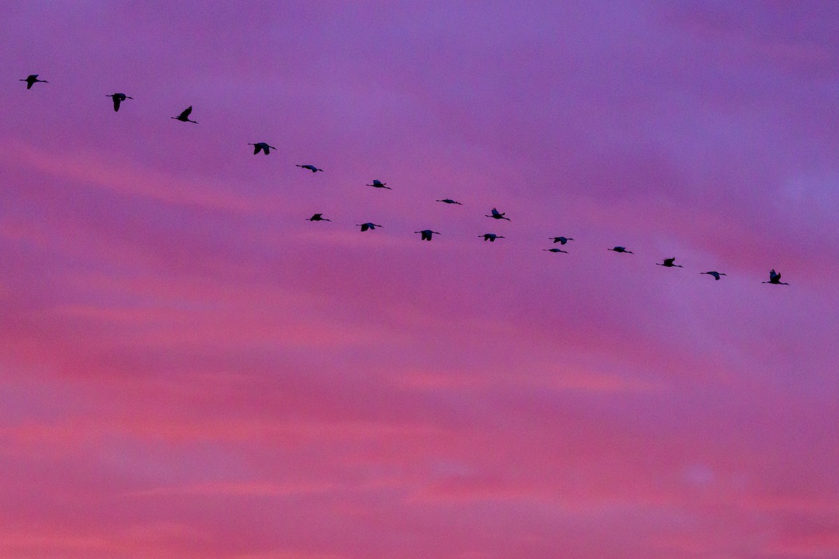 kanadatrane - ML645921164