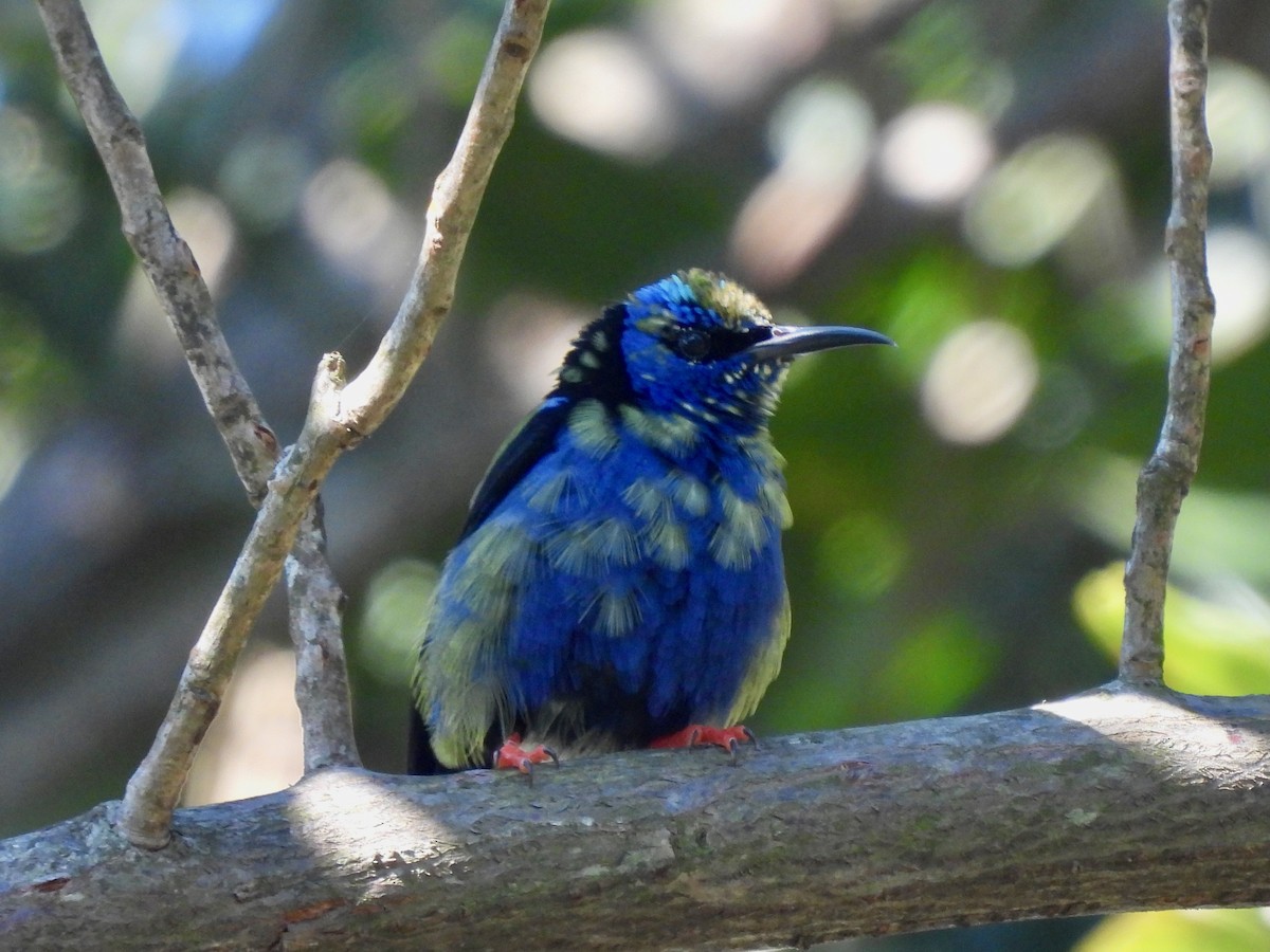 Red-legged Honeycreeper - ML645921165