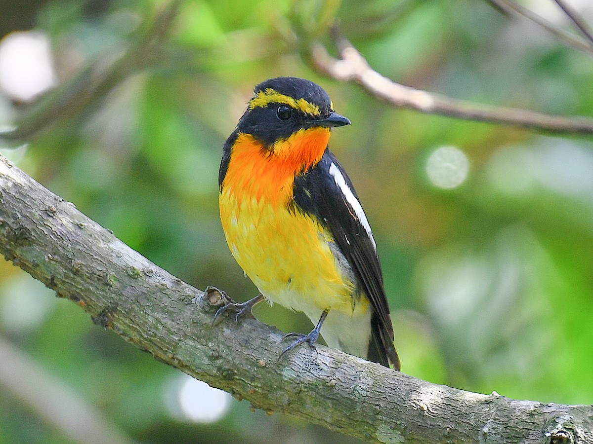 Narzissenschnäpper - ML645921166