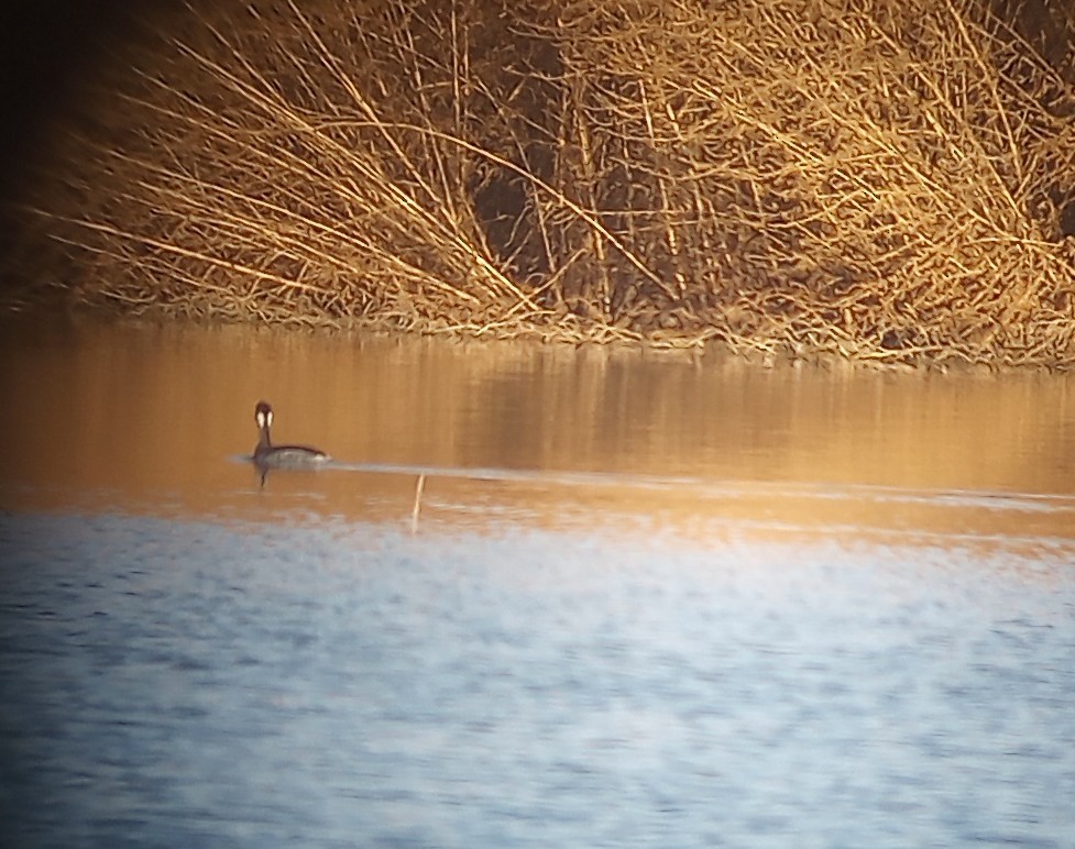 Eared Grebe - ML645921168