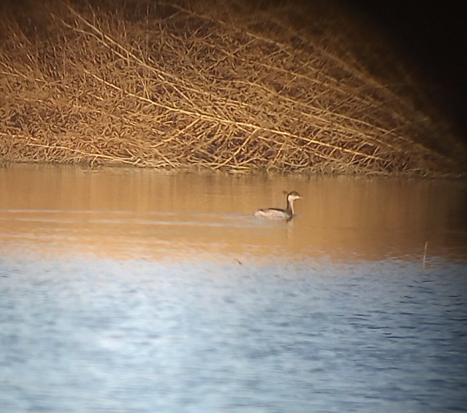 Eared Grebe - ML645921169