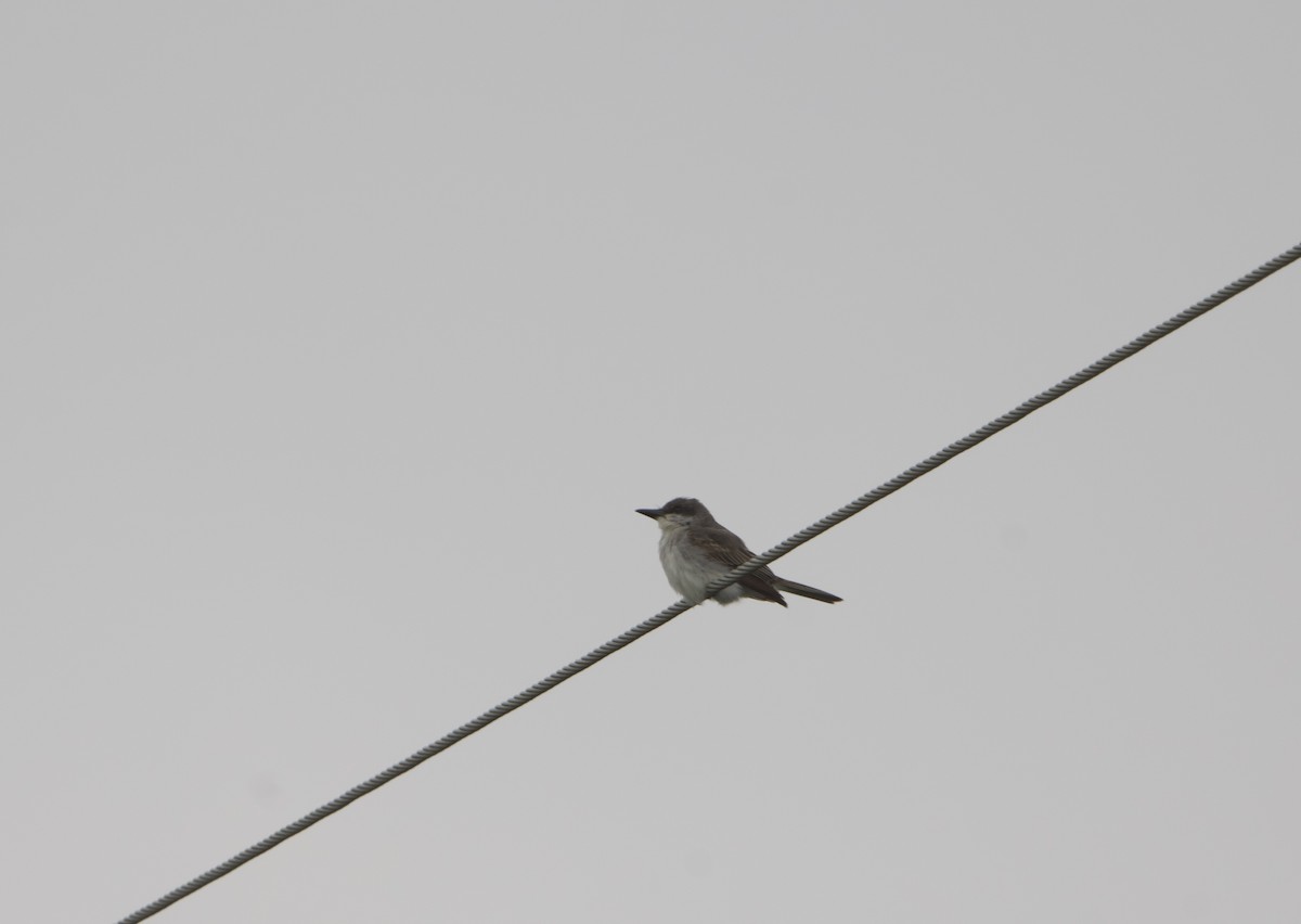 Gray Kingbird - ML645921178