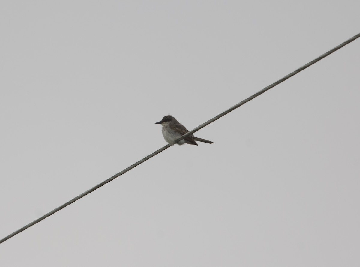 Gray Kingbird - ML645921179