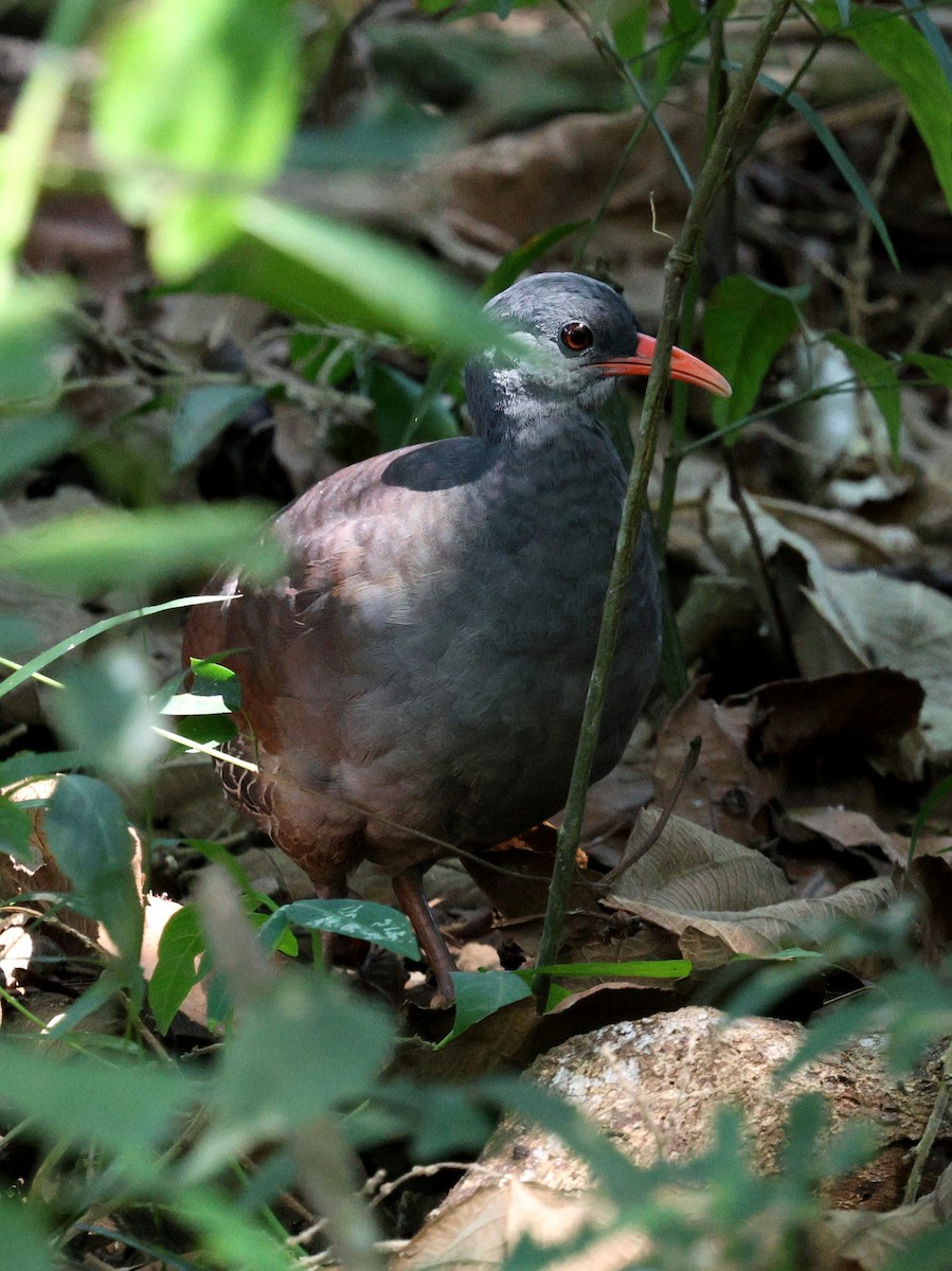 Tataupa Tinamou - ML645921186