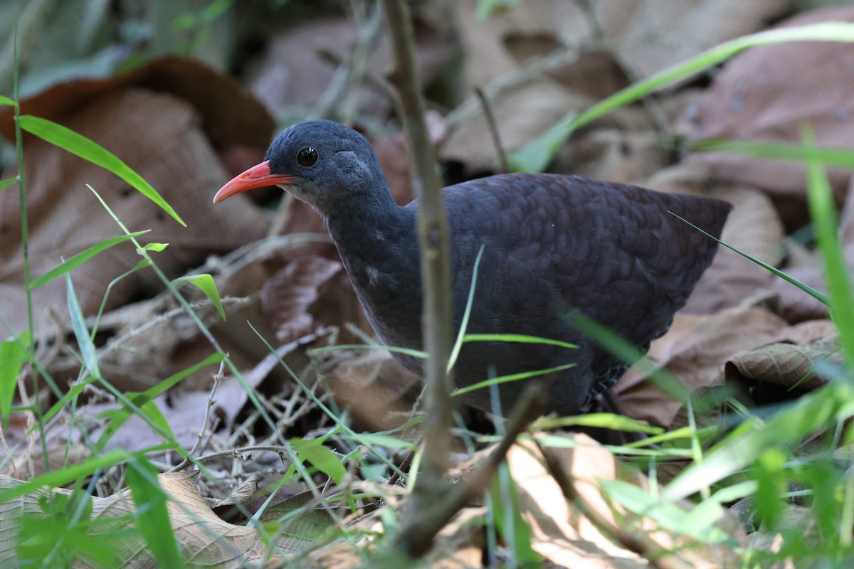 Tataupa Tinamou - ML645921187