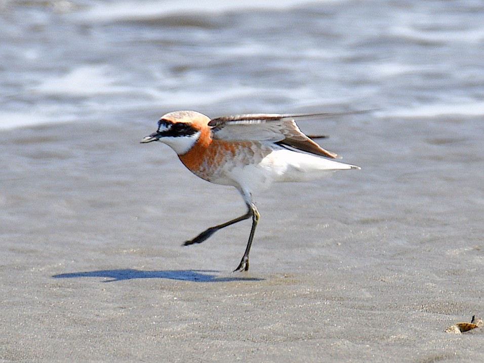 Siberian Sand-Plover - ML645921188