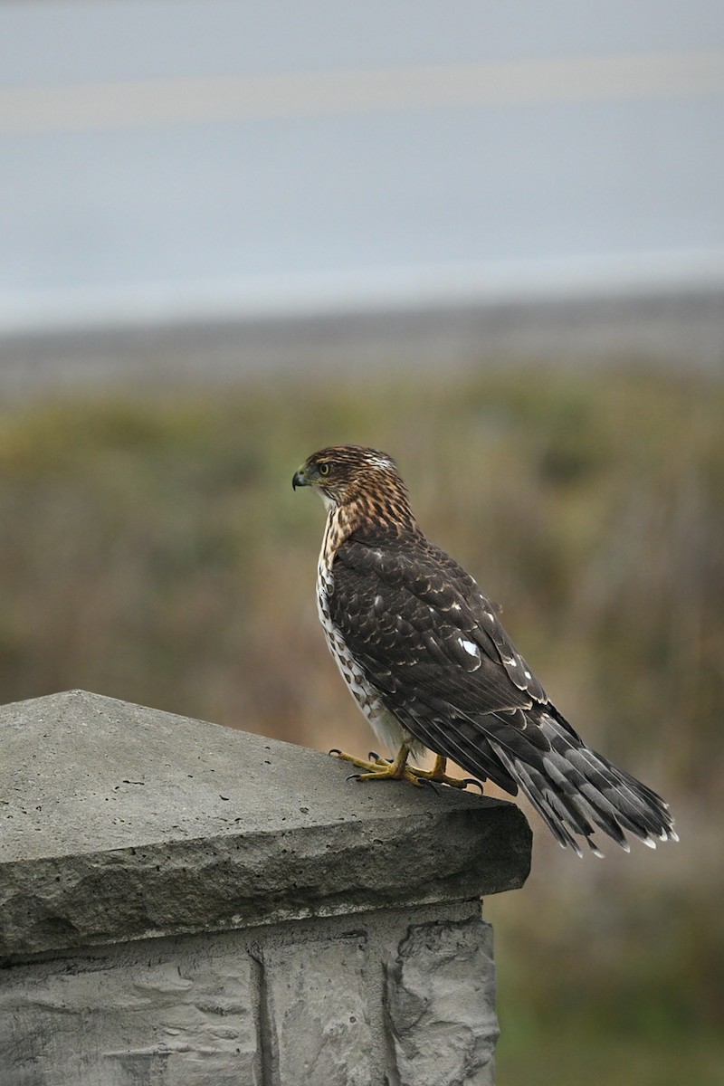 Cooper's Hawk - ML645921189