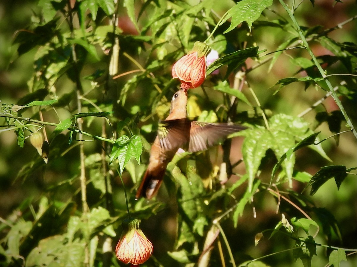 Rufous Sabrewing - ML645921194