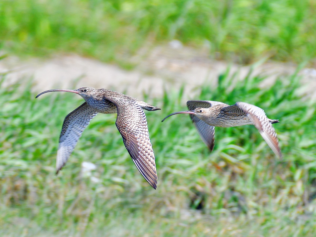 Far Eastern Curlew - ML645921196
