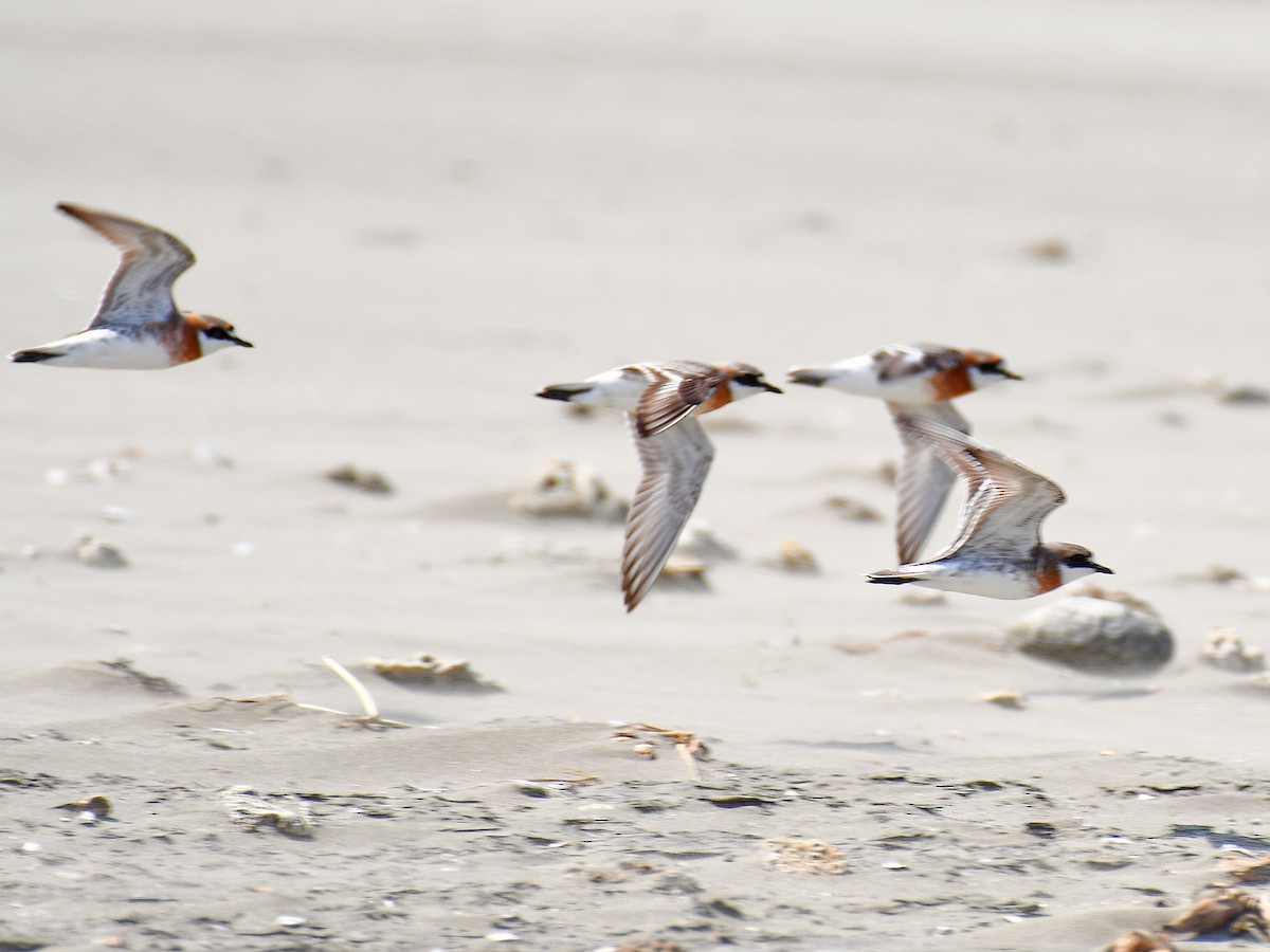 Greater Sand-Plover - ML645921200