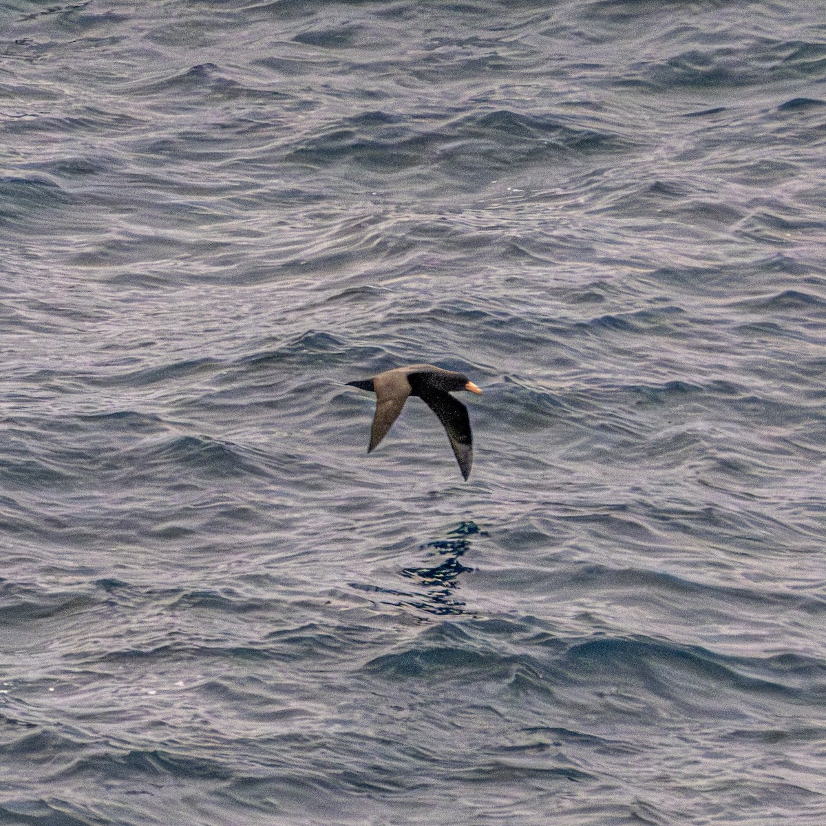 Kuzey Dev Fırtınakuşu - ML645921208