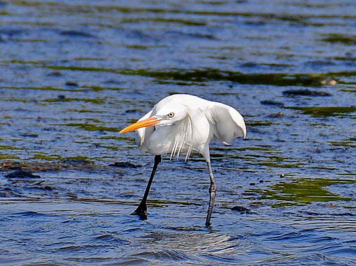 Swinhoe Ak Balıkçılı - ML645921212