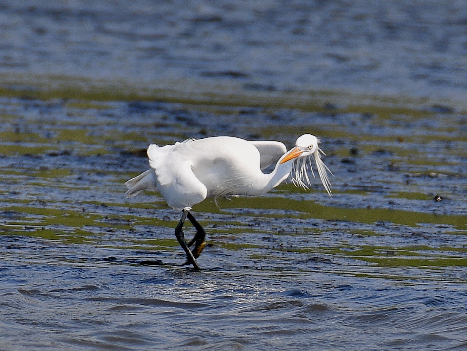 Swinhoe Ak Balıkçılı - ML645921213