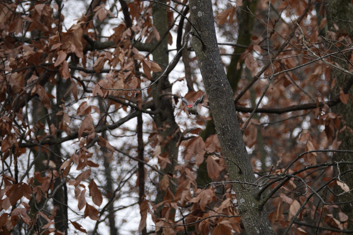 Carolinaspecht - ML645921214