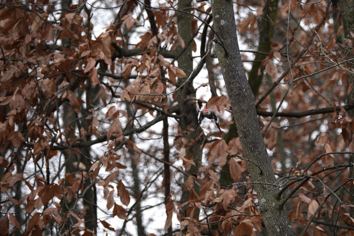 Carolinaspecht - ML645921215