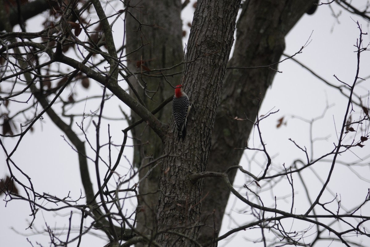 Carolinaspecht - ML645921216