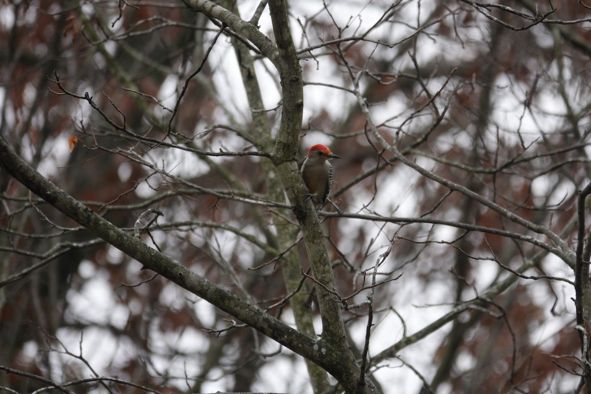 Carolinaspecht - ML645921217