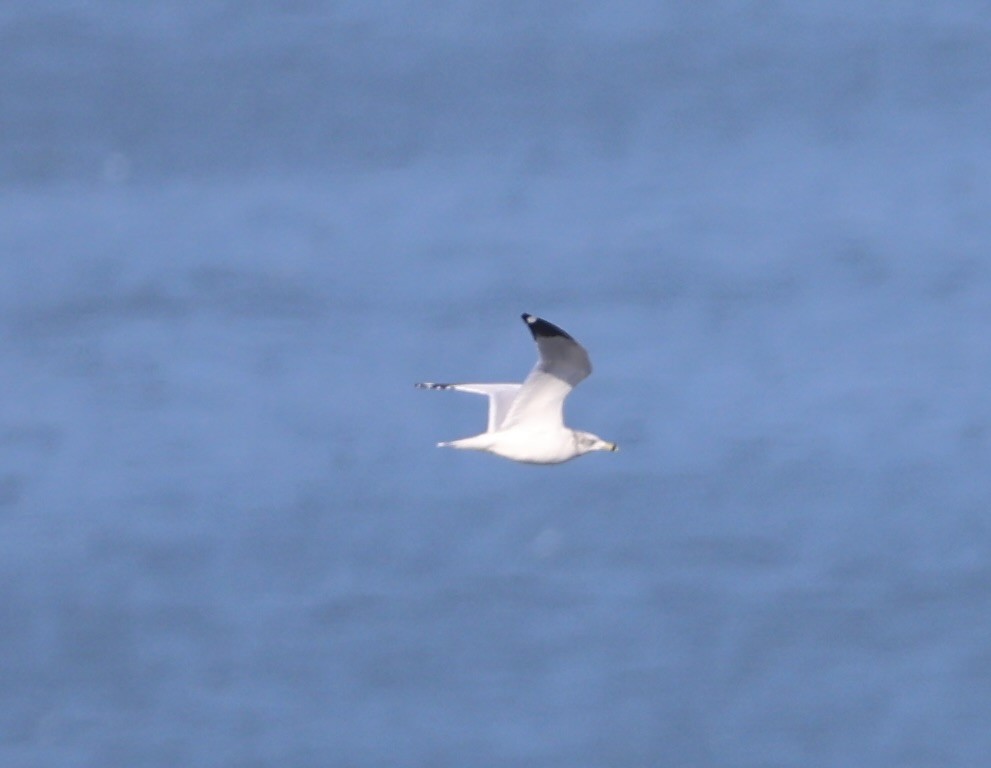 Ring-billed Gull - ML645921259