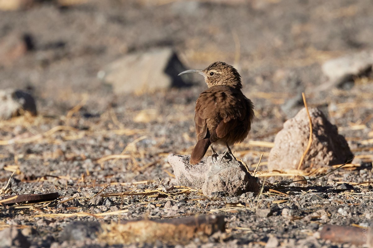 Buff-breasted Earthcreeper - ML645921284