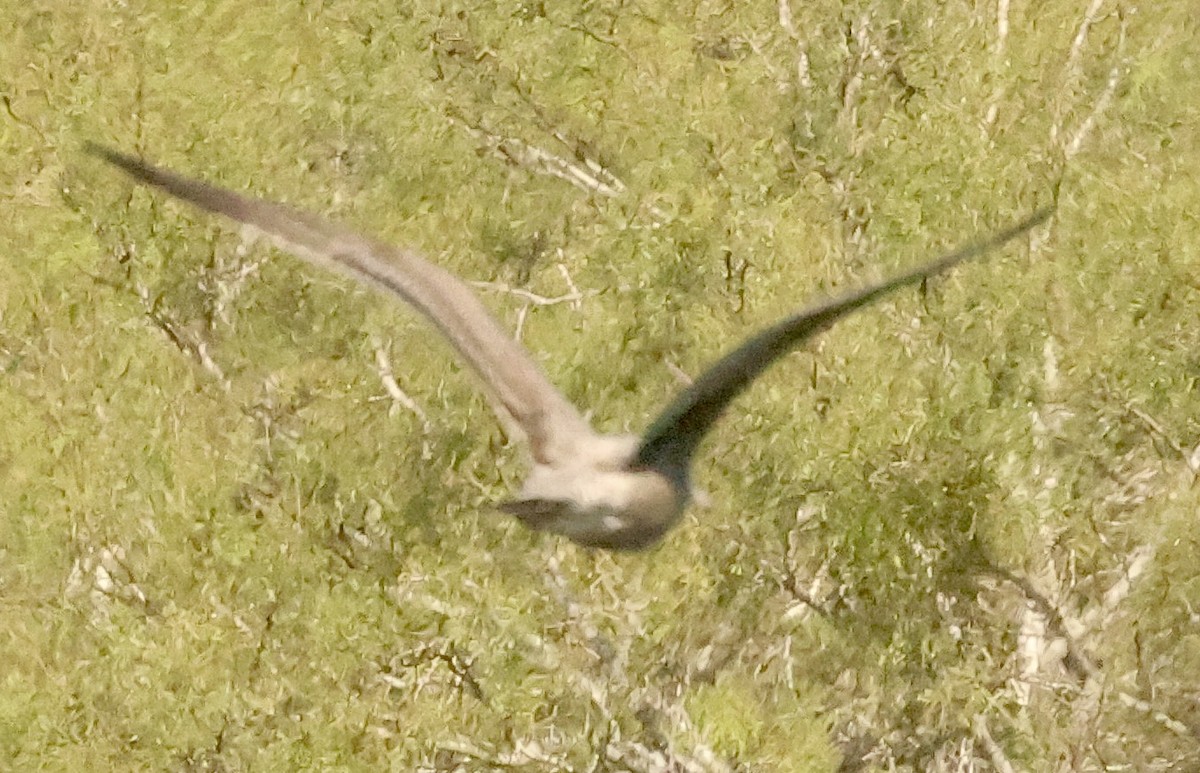 California Gull - ML645921293