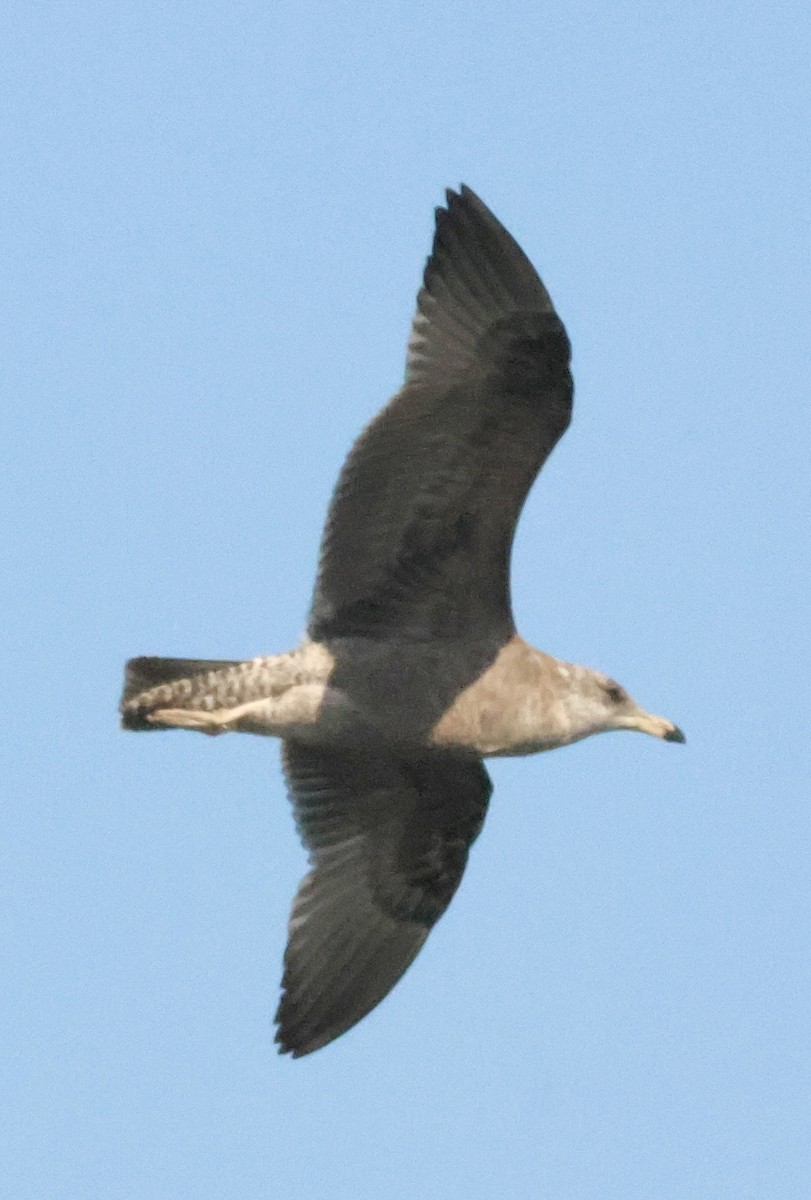 California Gull - ML645921294